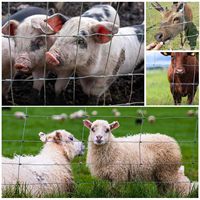 Clôture pour bétail en acier allié robuste de 6 pieds x 100 pieds, galvanisée à haute teneur en zinc, clôture en fil métallique pour ferme, clôture pour porcs, chèvres, cerfs