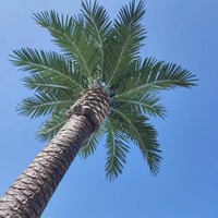 Palmiers artificiels en fibre de verre faits à la main, résistants aux UV, écologiques, modernes, tropicaux, pour la remise des diplômes et Pâques - Vente en gros