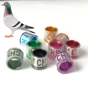 WQ 2022 Nuovo Arrivo Spagna Anelli di Piccione Per Il Giorno Vecchio Bianco Leghorn Pulcino// - Product Image 1