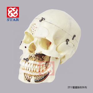 Natuurlijke Grootte Schedel Model Met Zenuw Tanden <span class=keywords><strong>Sinus</strong></span> Voor Demonstratie - Product Image 4