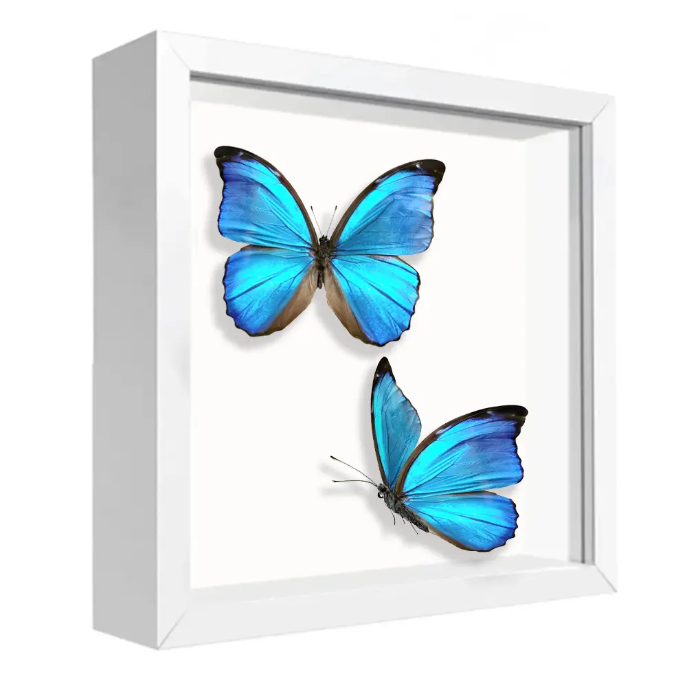 High quality crafts display desktop animal memories 8x8 shadow box frame