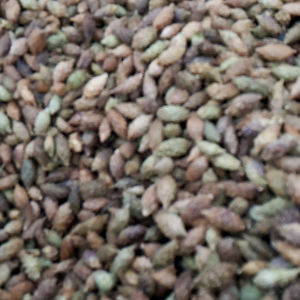 Frutos Secos de Xanthium Strumarium (Cang <span class=keywords><strong>Er</strong></span>) Naturales y Crudos a la Venta - Product Image 5