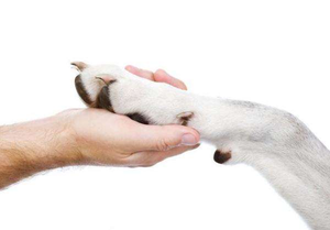 <span class=keywords><strong>2022</strong></span> Nouveaux produits de tendance Kit de coulée de patte 3D pour animaux de compagnie avec poudre de plâtre et poudre d'alginate - Product Image 4