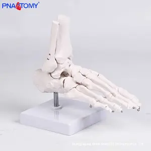 Modelo de Anatomía del Pie <span class=keywords><strong>Humano</strong></span> a Tamaño Real, Material PVC, para Rehabilitación, Enseñanza y Entrenamiento de Comunicación, Articulación del <span class=keywords><strong>Tobillo</strong></span> - Product Image 6