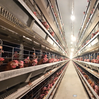 Cage à poulets de type H galvanisée, directement de l'usine, équipement d'élevage avicole avec bande à fumier pour grande ferme pondeuse
