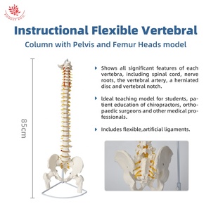 <span class=keywords><strong>Esqueleto</strong></span> <span class=keywords><strong>de</strong></span> columna vertebral Flexible <span class=keywords><strong>de</strong></span> plástico <span class=keywords><strong>de</strong></span> 85cm, modelo FRT014, pelvis <span class=keywords><strong>de</strong></span> ciencia médica, soporte <span class=keywords><strong>de</strong></span> gancho <span class=keywords><strong>de</strong></span> Metal para <span class=keywords><strong>cartílago</strong></span> <span class=keywords><strong>de</strong></span> cadera, recursos <span class=keywords><strong>de</strong></span> enseñanza - Product Image 4