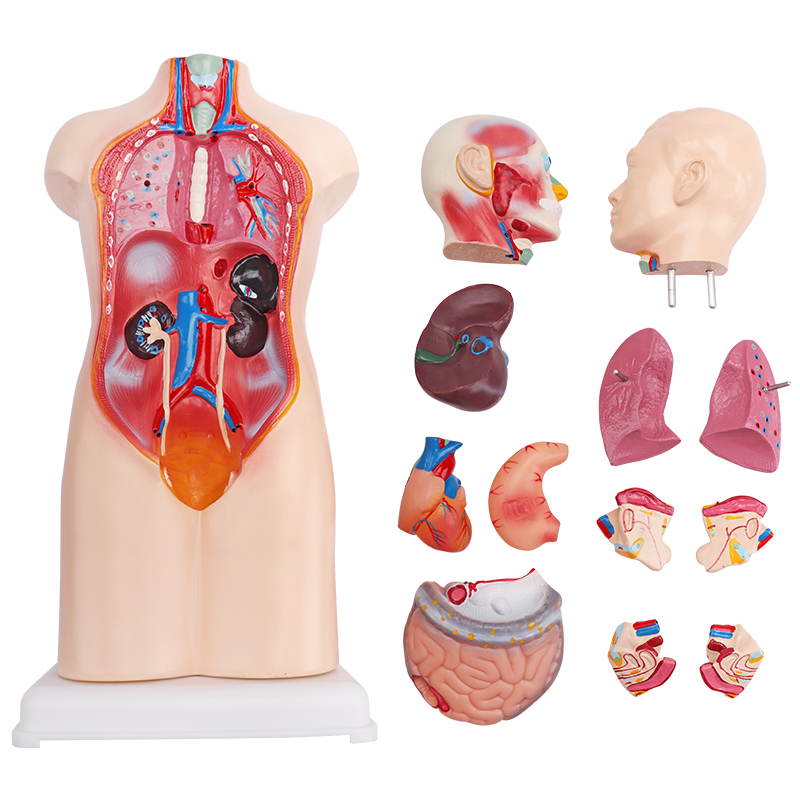 XY-203-1 12parts medical education use 50cm bisexual half body torso model