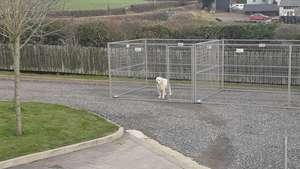 ขายส่งคุณภาพสูงขนาดใหญ่กลางแจ้งใช้ราคาถูกโลหะกรงสุนัขผู้ให้บริการสุนัขและแผงรั้ววิ่ง - Product Image 6