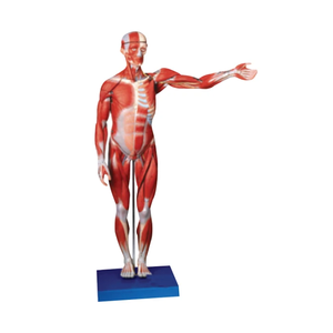 ADA-A1103 PVC 170cm Model anatomis kualitas tinggi <span class=keywords><strong>Dissection</strong></span> lapisan tubuh manusia dengan Viscera untuk sekolah pendidikan sains medis - Product Image 1