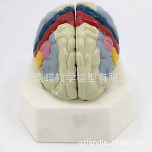 Modèle fonctionnel de localisation du cortex cérébral A18205, modèle anatomique du cerveau humain à des fins d'enseignement et de formation - Product Image 3