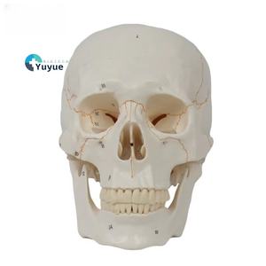 하이 퀄리티 20x14.5x17.5CM PVC 인간 두개골 모델 봉합사 의료 교육 및 과학 번호 - Product Image 1