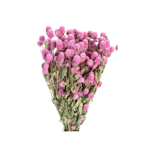 Fiori Secchi all'Ingrosso, Fiori di Amaranto Globo, Gomphrena Globosa Naturale Essiccata per Decorazioni Domestiche e Oggetti di Scena Fotografici - Product Image 2