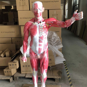 Modèle musclé du <span class=keywords><strong>corps</strong></span> entier 29 pièces Modèle de muscles humains Modèle d'anatomie des organes internes médicaux et des muscles humains grandeur nature - Product Image 6