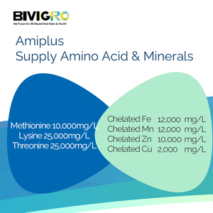 Amiplus Amino Asit Şelatlı Organik Çoklu Mineral Kompleksi Kanatlı Tavuklar, Broiler ve Yumurtacı Tavuklar için Oral Solüsyon Takviyesi - Product Image 4
