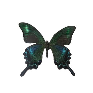 Spécimens de papillons, magnifiquement encadrés dans des cadres en bois avec des couvercles transparents, expositions, ornements, décorations de mariage, etc. - Product Image 1