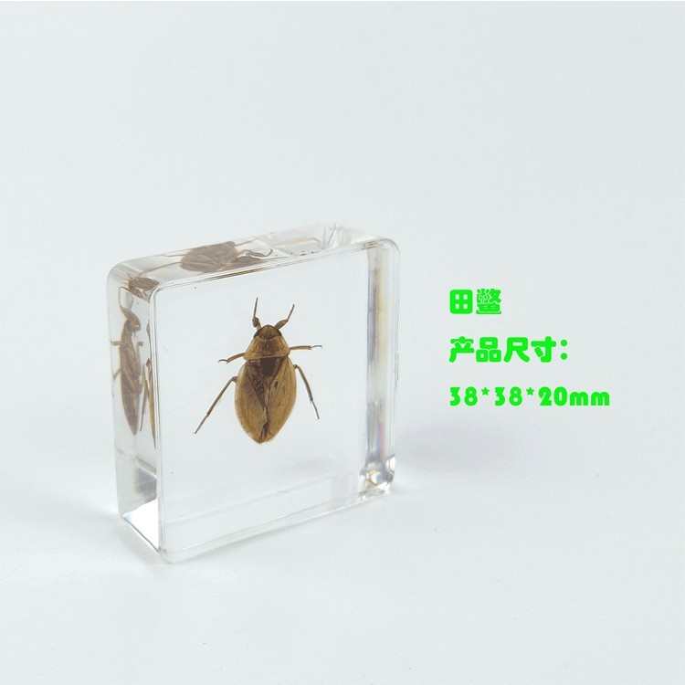 Sp giant water bug-442916mm