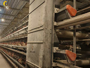 Jaula de batería tipo H para gallinas ponedoras, <span class=keywords><strong>precio</strong></span> de fábrica Jinmuren, Filipinas - Product Image 4