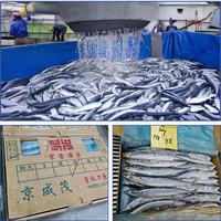 Diepvries Saury Maat 3 OEM Custom Halal Vis Sanma voor High-End Japanse Sushi Cateringketen Groothandel Export