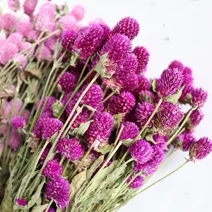 UKI QUEEN Großhandel Trocken blumen Getrocknete Blumen Gomphrena Globosa Getrocknete Gomphrena Getrocknete Globe Amaranth