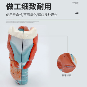 Modèle pharyngé à grossissement 2x, spécimen d'anatomie laryngée, vaisseaux sanguins laryngés, glande thyroïde, protubérance laryngée - Product Image 4