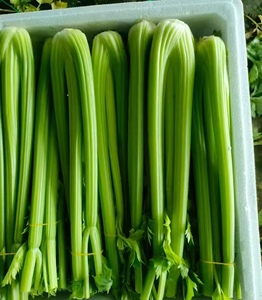 Sedano verde sedano di alta qualità fabbrica di sedano fresco nuovo raccolto - Product Image 2