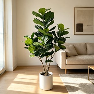 180cm Pitted white basin Fiddle-leaf fig– Eco-Friendly Plant for Wedding & Event Decoration - Product Image 3