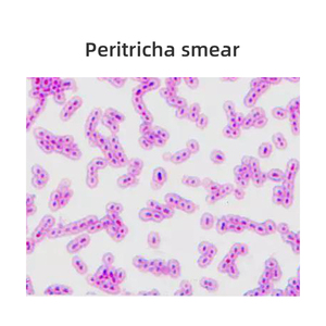 6 Kinds Microscope <strong>Botany</strong> Bacteria Slide <strong>Laboratory</strong> Teaching Bacterial Research - Product Image 6