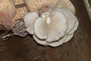 Vender bem frescos preços do mercado Oyster Mushroom <span class=keywords><strong>Extract</strong></span> Spawn Pleurotus Ostreatus Beta Glucans - Product Image 4