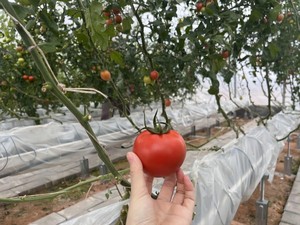 Cubos de Espuma Fenólica Ligera para Cultivo Hidropónico con Alto Espacio de Poros, Raíces sin Tierra para Plantas de Hierbas, Tamaño Pequeño - Product Image 3