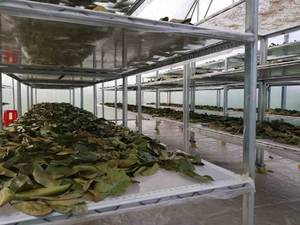 Feuilles de corossol séchées Feuilles de corossol séchées à vendre-Feuilles de corossol séchées de haute qualité et au meilleur prix à partir de 99 Gold Data - Product Image 5