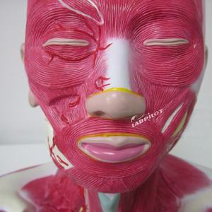 تشريح الرأس والوجه والرقبة وتوزيع الشريان السباتي الخارجي نموذج التعليم الطبي - Product Image 3