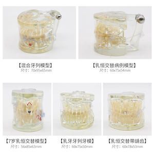 Modèles d'enseignement dentaire pour enfants de maternelle, modèles standard de dents pour l'hygiène bucco-dentaire, pour la pratique du brossage des dents, multi-usages - Product Image 4