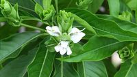 Poudre de noix de Malabar de haute qualité, noix de Malabar, extrait de noix de Malabar
