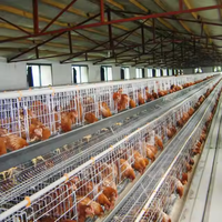 Ventes Flash : Cage à Poules Pondeuses Type A, 3 ou 4 Niveaux, Capacité 96/128/160, Cage à Poules en Batterie, Cage de Poulailler au Ghana