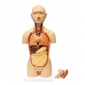 Fabriek Pvc Anatomische Medische Torso Model Voor Onderwijs Demonstratie Onderwijs Middelen 15 Delen Menselijke Stam 45Cm