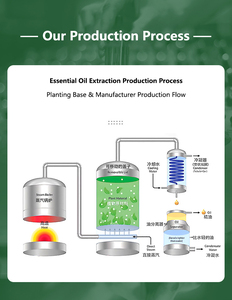 Proveedor de Aceites Esenciales Puros de Plantas - Personalización OEM y Venta al por Mayor para Aromaterapia/Perfumería/Masajes - Product Image 5