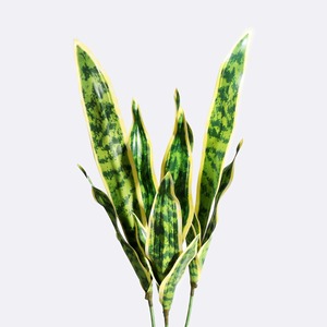 Pianta Artificiale Sansevieria MSH con Foglie Bordo Giallo per Decorazione Ufficio - Product Image 2