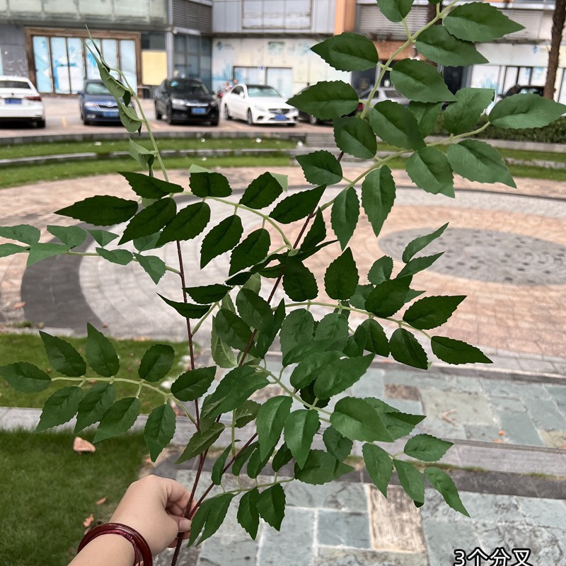 Feuille de lingxiao à trois branches - vert foncé