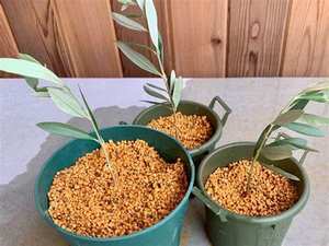 Sol bonsaï Kanuma <span class=keywords><strong>de</strong></span> haute qualité pour plantes en pot d'intérieur 1-3mm 3-6mm 6-9mm fournitures <span class=keywords><strong>de</strong></span> jardin - Product Image 5