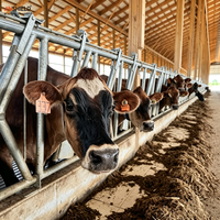 Jauges de bétail à verrouillage automatique pour le traitement alimentaire et les contrôles de bétail