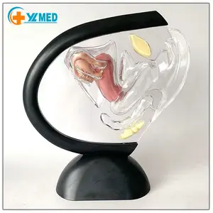 Factory direct sale hot selling plastic moldes female transparent uterus model for teaching and presentation human models