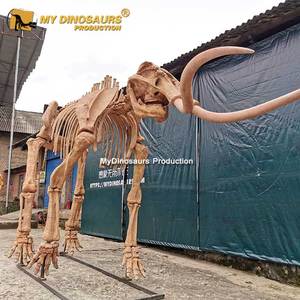 Mon Dino A547 Glaciaire Animal Grandeur Mammouth Fossiles pour Musée - Product Image 5