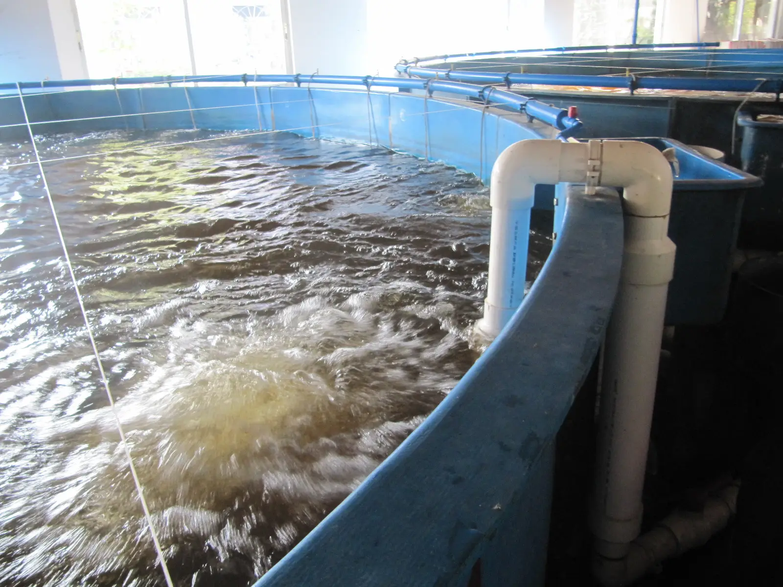 Cá rô phi nuôi trồng thủy sản trang trại thiết bị RAS hệ thống cho trong nhà nuôi cá để bán