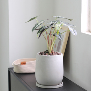 <span class=keywords><strong>Pot</strong></span> <span class=keywords><strong>de</strong></span> <span class=keywords><strong>fleur</strong></span> en ciment avec soucoupe pour décoration <span class=keywords><strong>de</strong></span> jardin <span class=keywords><strong>de</strong></span> maison Design moderne forme ronde <span class=keywords><strong>grande</strong></span> <span class=keywords><strong>taille</strong></span> utilisé avec <span class=keywords><strong>fleur</strong></span>/plante verte décorative - Product Image 5