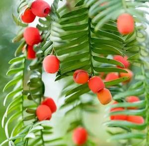 Versorgung lebensmittelgrad Taxus Chinensis Extrakt Cephalomannine Cas 71610-00-9 für die Gesundheitspflege - Product Image 5