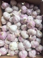 Ail frais en vrac de Chine, prix de gros, ail blanc pur et normal pour l'exportation