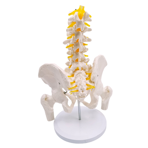 5-Pelvis Cut <span class=keywords><strong>Femur</strong></span> kemikleri ile lomber vertebra modeli sinirler 24x20x30cm tıbbi bilim için insan iskelet modeli - Product Image 5