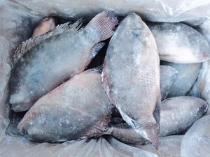 Gefrorener Lebender Fisch Tilapia Großhandel Gefrorener Ganzer Runder Schwarzer Tilapia-Fisch - Product Image 5