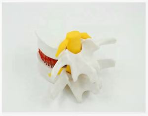 Modelo Lumbar humano agrandado, <span class=keywords><strong>sistema</strong></span> esqueleto de Anatomía de la columna vertebral - Product Image 4