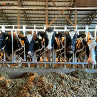 Penghalang Kepala Sapi Galvanis Celup Panas untuk Penghalang Pemberian Pakan Sapi Perah